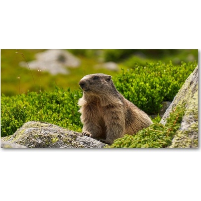 Foto obraz sklenený horizontálny svišťanie Tatry 100x50 cm
