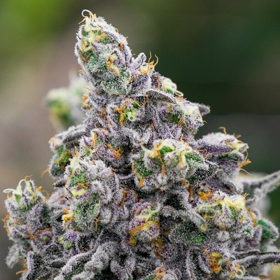 Anesia SeedsPistachio Snow Cream Semienka neobsahujú THC 3 ks