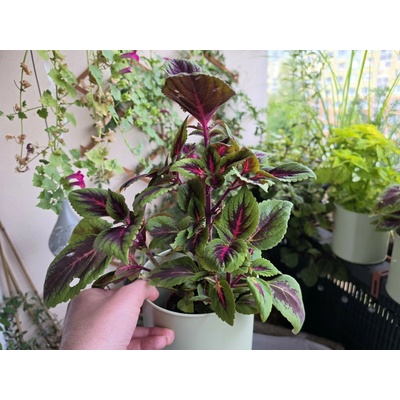 PlantBros flower Coleus 2