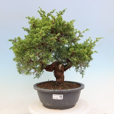 e-bonsai Venkovní bonsai - Juniperus chinensis Itoigawa-Jalovec čínský