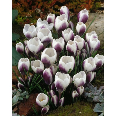 Krokus 'Prins claus chrysanthus' 10 ks – Hledejceny.cz