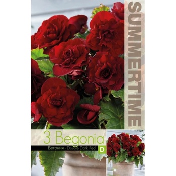Seklos Бегония Двойна Тъмночервена Begonia L - 3 бр грудки
