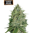 Seedstockers Super Skunk semena neobsahují THC 3 ks