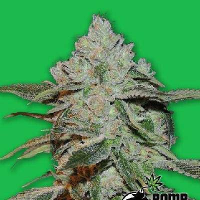 Bomb Seeds Atomic semena neobsahují THC 10 ks