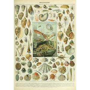 Grafika Art Puzzle - Puzzle Illustration from the Nouveau Larousse Illustré : Molluscs - 1 000 piese