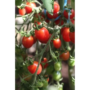 Image 1 of Seklos Чери домати Малинови Malinowy Kapturek