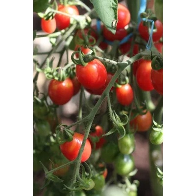 Seklos Чери домати Малинови Malinowy Kapturek