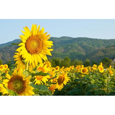 DIMEX ART Флизелинов фототапет цъфтящи слънчогледи 375 x 250 см