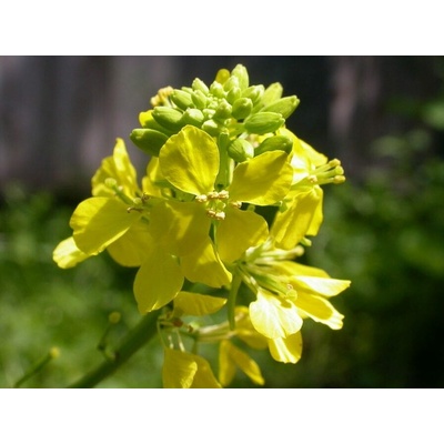 Horčica biela ANDROMEDA BIO C1 - 25 kg vrece