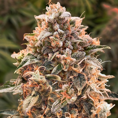 High Speed Buds Super Glue #4 AUTO semena neobsahují THC 5 ks
