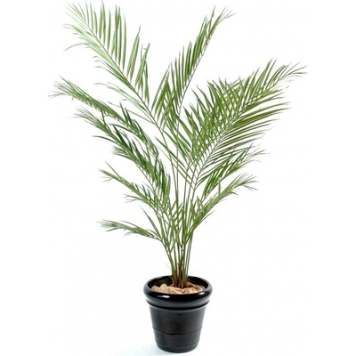 Umělá palma Kentia New, 150cm