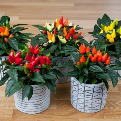 Okrasná paprika Salsa Mix Capsicum annuum semena 7 ks