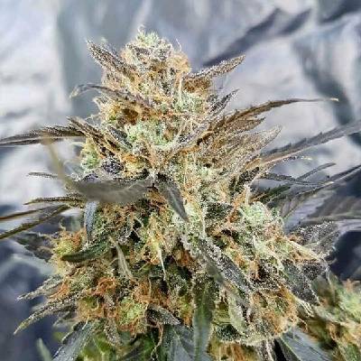 Freedom Of Seeds Dieselicious semena neobsahují THC 3 ks