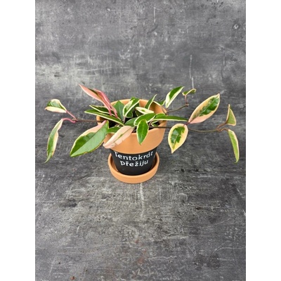 Hoya Flamingo Dream 12 cm (Voskovka s nádherným vybarvením)