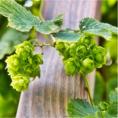 Chmel otáčivý - Humulus lupulus - semena - 8 ks
