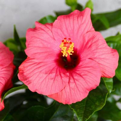 Hibiscus Ibišek čínsky rosa sinensis růžový