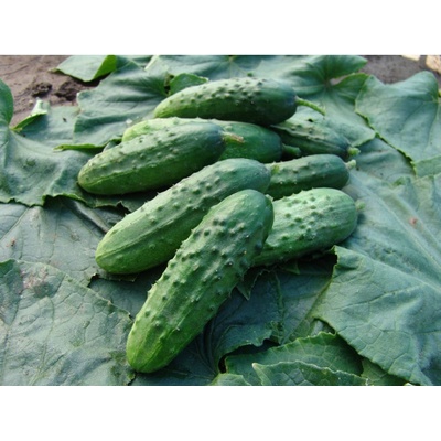 Uhorka Regina F1 - nakladačka - Cucumis sativus - semiačka - 20 ks
