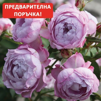 Kordes® Роза Herzogin Dorothea® - Parfuma® - Kordes®