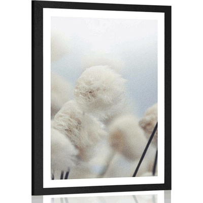 Plakát s paspartou arktické květiny bavlny - 30x45 silver