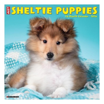 Willow Creek Press Sheltie Puppies 2026 12 X 12 Wall Calendar