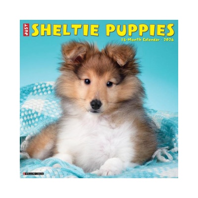 Willow Creek Press Sheltie Puppies 2026 12 X 12 Wall Calendar | Willow Creek Press