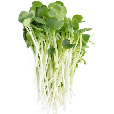 Toraf Microgreens semínka na klíčky Vojtěška Alfalfa 20 g