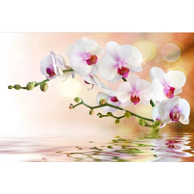Dimex MS-5-0147 vliesová fototapeta na zeď Biela orchidea rozmery 375 x 250 cm