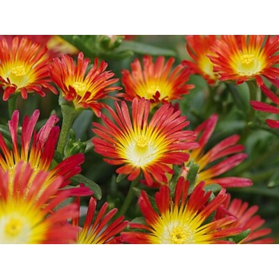 Poludňovka Wheels of Wonder Fire - Delosperma, kont. 0,5 l