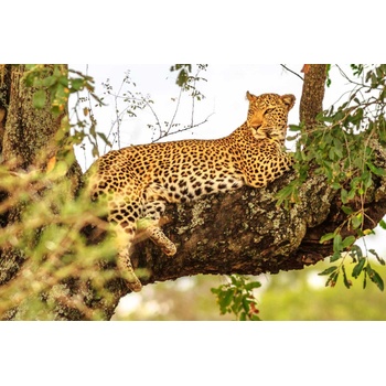 DIMEX ART s. r. o Флизелинов фототапет африкански леопард 375 x 250 см