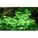 Hydrocotyle verticillata
