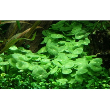 Hydrocotyle verticillata
