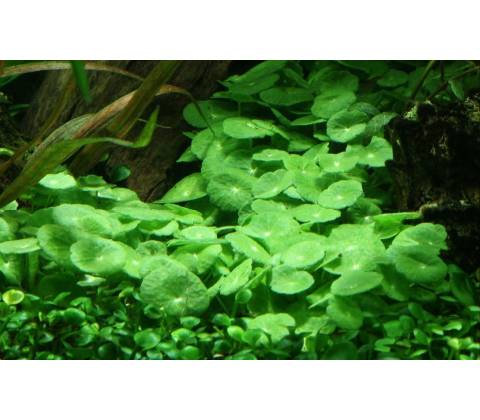 Hydrocotyle verticillata