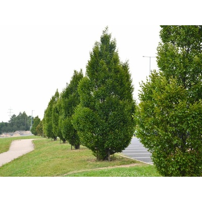 Hrab obyčajný Fastigiata, výška 200-250 cm, kvetináč 25 l