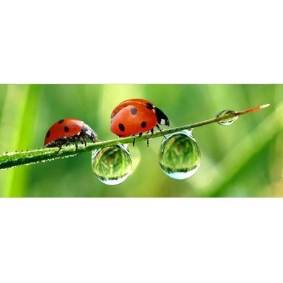 DIMEX ART Панорамни флизелинов фототапет калинка 375 x 150 см