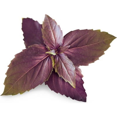VÉritable (Франция) Пълнител (лингот) Purple Basil Organic за настолна градина Véritable® - лилав босилек (VLIN-O10-Bas00F)