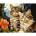 Ideyka Painting by numbers 40x50 cm KHO6574 Magic kittens AP0112