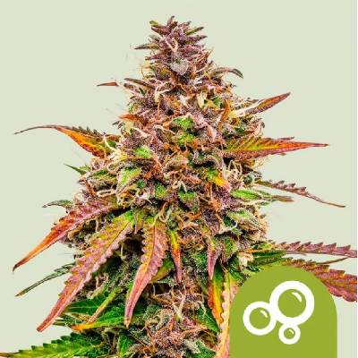 Royal Queen seeds Bubble Kush AUTO semena neobsahují THC 5 ks