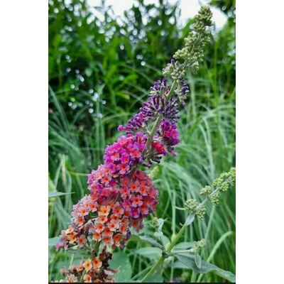 Buddleja davidii 'Flower Power'® Prodejní velikost: 020/030, Velikost hrnku: 3 l