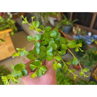 Peperomia Rotundifolia