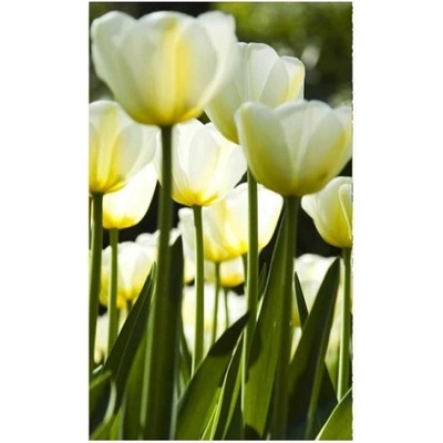 DIMEX ART Флизелинов фототапет бели лалета 150 x 250 см