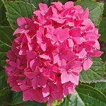  Pia Хортензия macrophylla