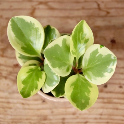 Peperomia bicolor baby