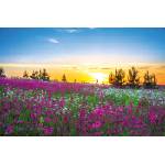 DIMEX ART Флизелинов фототапет зора над цъфтяща поляна 375 x 250 см