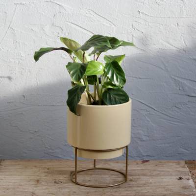 Calathea Freddie Red baby