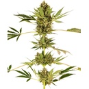 Sensi Seeds Himalayan CBD semena neobsahují THC 10 ks