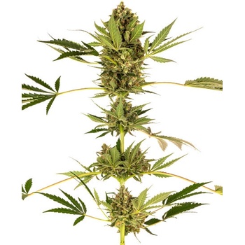 Sensi Seeds Himalayan CBD semena neobsahují THC 10 ks
