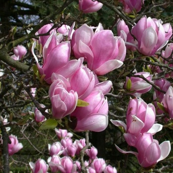Magnolia x soulangeana - Magnólie