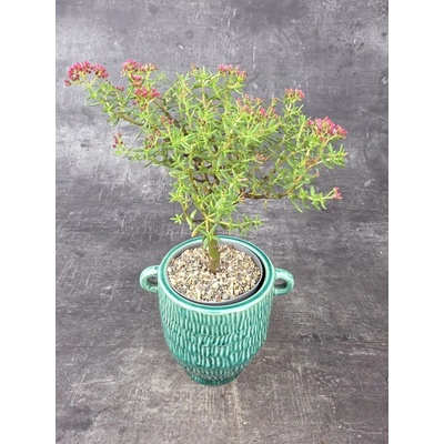 Crassula Sarcocaulis 10 cm