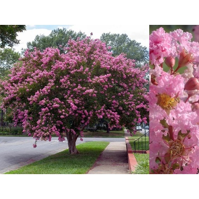 Myrta krepová Rhapsody in Pink na 40-50 cm kmienku, výška 60-80 cm, kvetináč 5 l