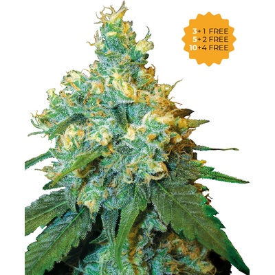 Sensi Seeds Jack Herer semena neobsahují THC 3 ks